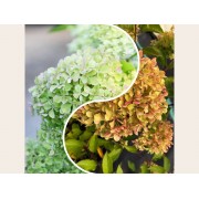 Гортензия метельчатая Перл де Фестиваль - Жемчужина Фестиваля