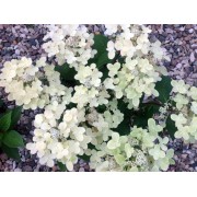 Гортензия метельчатая Поулстар
