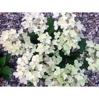 Гортензия метельчатая Поулстар Гортензия метельчатая Поулстар