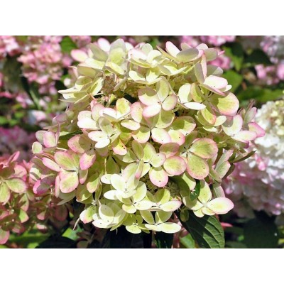 Гортензия метельчатая Ренколор - Пастель Грин Гортензия метельчатая Ренколор - Пастель Грин