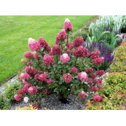 Гортензия метельчатая Ренсам - Самарская Лидия