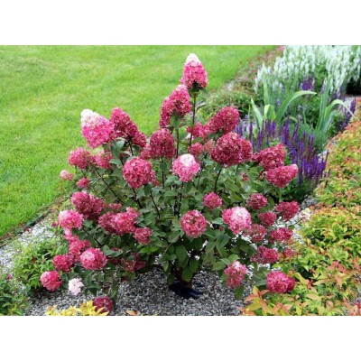 Гортензия метельчатая Ренсам - Самарская Лидия Гортензия метельчатая Ренсам - Самарская Лидия