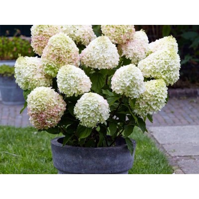 Гортензия метельчатая Саммер Лав Гортензия метельчатая Саммер Лав