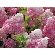 Гортензия метельчатая Сандей Фрайз