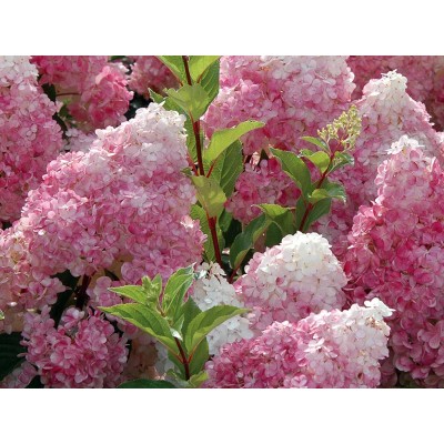 Гортензия метельчатая Сандей Фрайз Гортензия метельчатая Сандей Фрайз