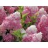 Гортензия метельчатая Сандей Фрайз Гортензия метельчатая Сандей Фрайз