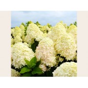 Гортензия метельчатая Шугар Раш