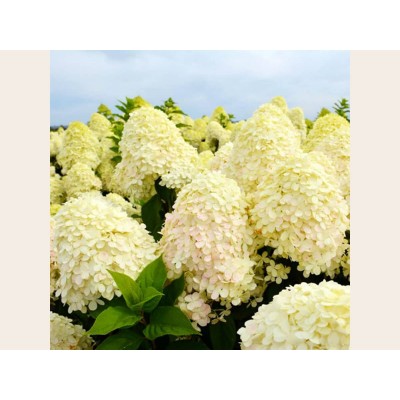 Гортензия метельчатая Шугар Раш Гортензия метельчатая Шугар Раш