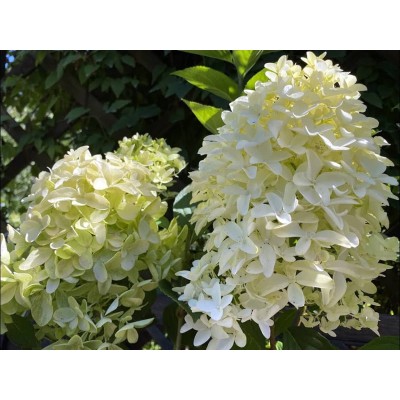 Гортензия метельчатая Скайфолл - Френне Гортензия метельчатая Скайфолл - Френне