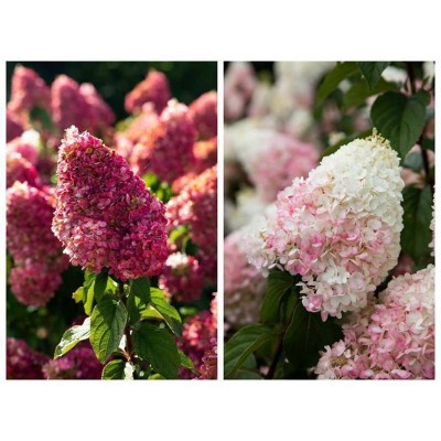 Гортензия метельчатая Строберри Блоссом Гортензия метельчатая Строберри Блоссом