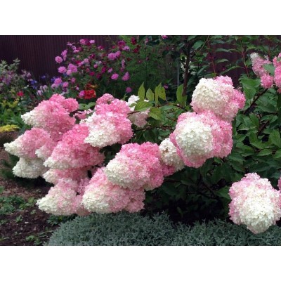 Гортензия метельчатая Ванилла Фрейз - Рени Гортензия метельчатая Ванилла Фрейз - Рени