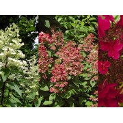 Гортензия метельчатая Вимс Ред - Фарбсимфони