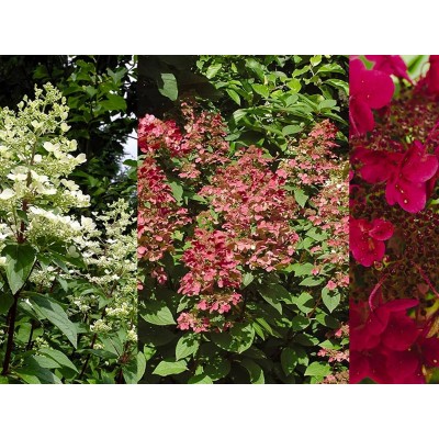 Гортензия метельчатая Вимс Ред - Фарбсимфони Гортензия метельчатая Вимс Ред - Фарбсимфони