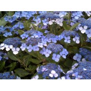 Гортензия пильчатая Блюбёрд