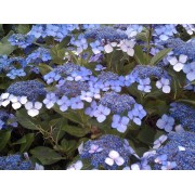 Гортензия пильчатая Вирл