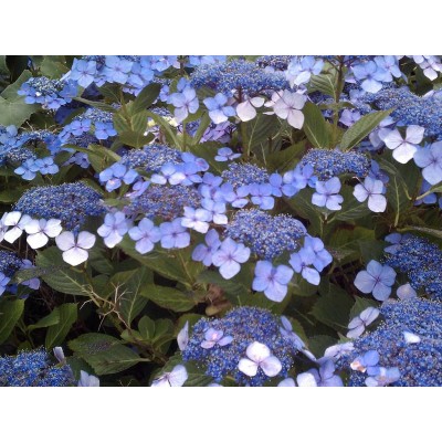 Гортензия пильчатая Вирл Гортензия пильчатая Вирл