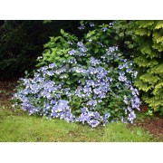 Гортензия пильчатая Вирл