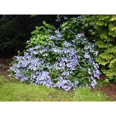 Гортензия пильчатая Вирл Гортензия пильчатая Вирл