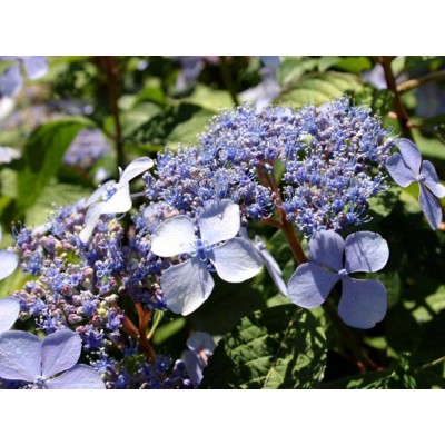 Гортензия пильчатая Вирл Гортензия пильчатая Вирл