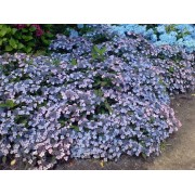 Гортензия пильчатая Блюбёрд