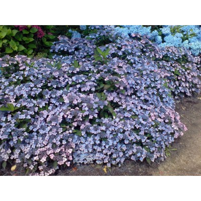 Гортензия пильчатая Блюбёрд Гортензия пильчатая Блюбёрд