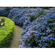 Гортензия пильчатая Вирл