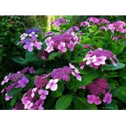 Гортензия шершавая Хот Чоколит