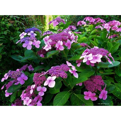 Гортензия шершавая Хот Чоколит Гортензия шершавая Хот Чоколит