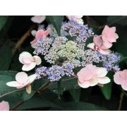 Гортензия шершавая Хот Чоколит