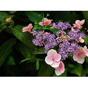 Гортензия шершавая Хот Чоколит