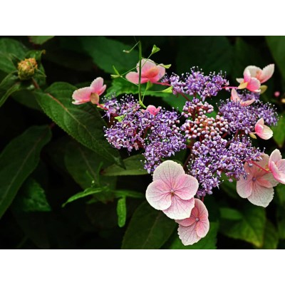 Гортензия шершавая Хот Чоколит Гортензия шершавая Хот Чоколит