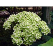 Гортензия древовидная Стерилис