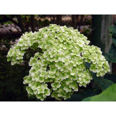 Гортензия древовидная Стерилис Гортензия древовидная Стерилис