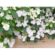 Гортензия гибридная Белоснежка - Невеста - Сбежавшая невеста