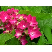 Гортензия крупнолистная Ред Сенсейшен