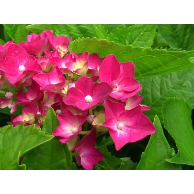 Гортензия крупнолистная Ред Сенсейшен Гортензия крупнолистная Ред Сенсейшен