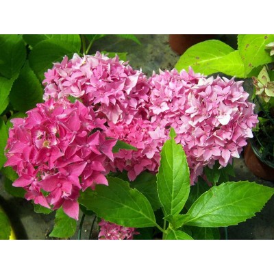 Гортензия крупнолистная Товелит Гортензия крупнолистная Товелит