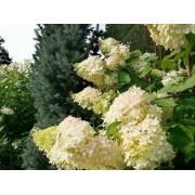 Гортензия метельчатая Фантом