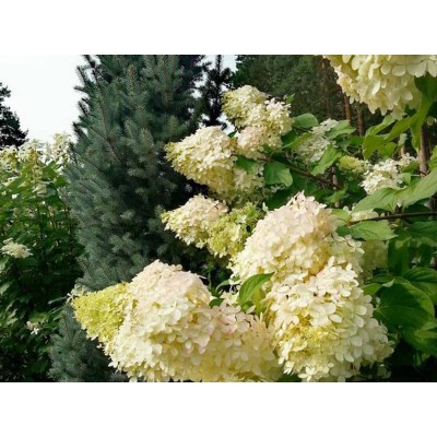 Гортензия метельчатая Фантом Гортензия метельчатая Фантом