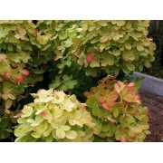 Гортензия метельчатая Граффити