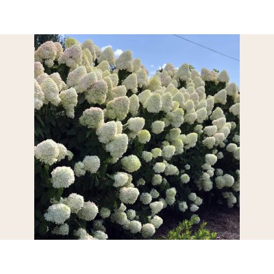 Гортензия метельчатая Лаймлайт Гортензия метельчатая Лаймлайт