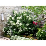 Гортензия метельчатая Левана