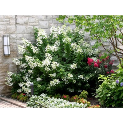 Гортензия метельчатая Левана Гортензия метельчатая Левана