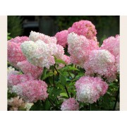 Гортензия метельчатая Литл Блоссом