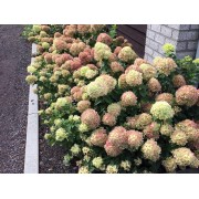 Гортензия метельчатая Литл Лайм