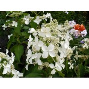 Гортензия метельчатая Мэджикал Старлайт