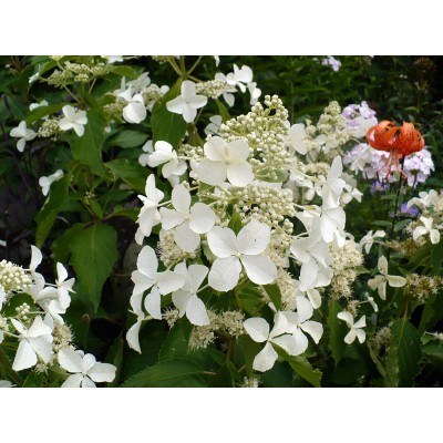 Гортензия метельчатая Мэджикал Старлайт Гортензия метельчатая Мэджикал Старлайт