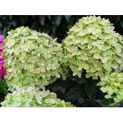 Гортензия метельчатая Моджито