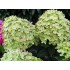 Гортензия метельчатая Моджито Гортензия метельчатая Моджито
