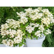 Гортензия метельчатая Поулстар